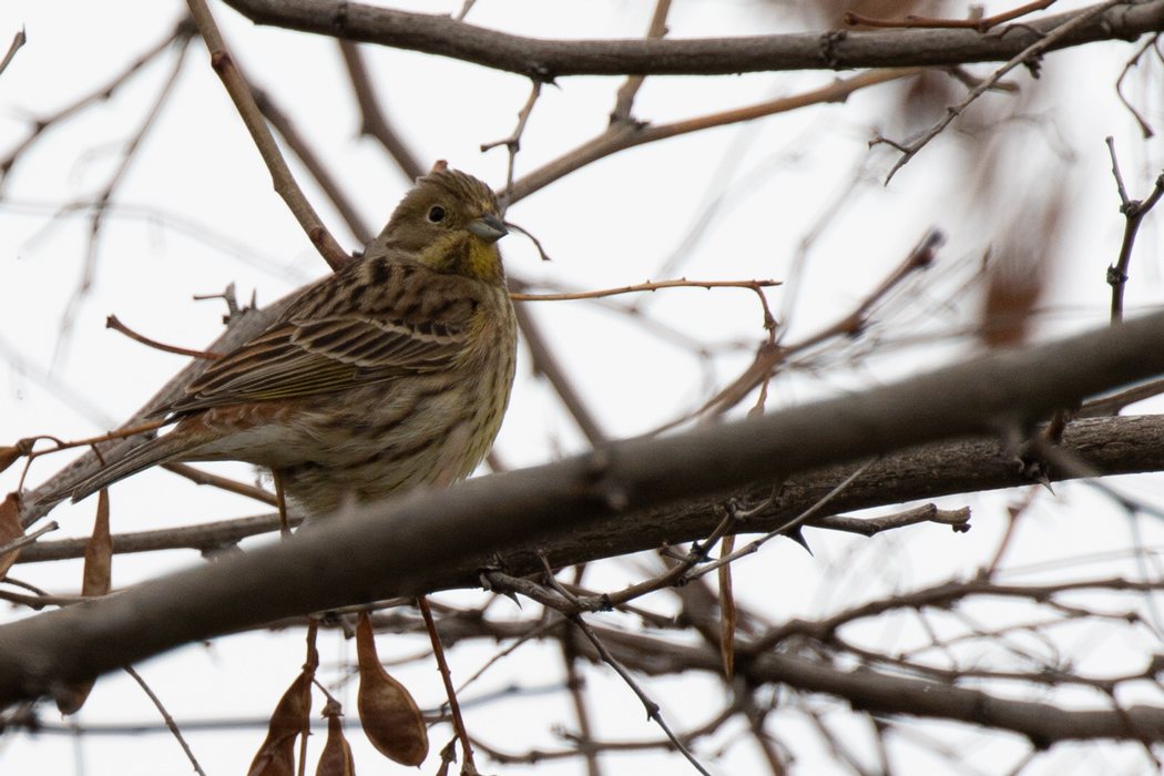 Yellowhammer