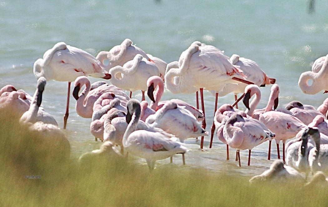 Lesser Flamingo