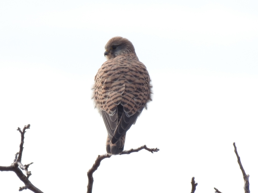 Common Kestrel