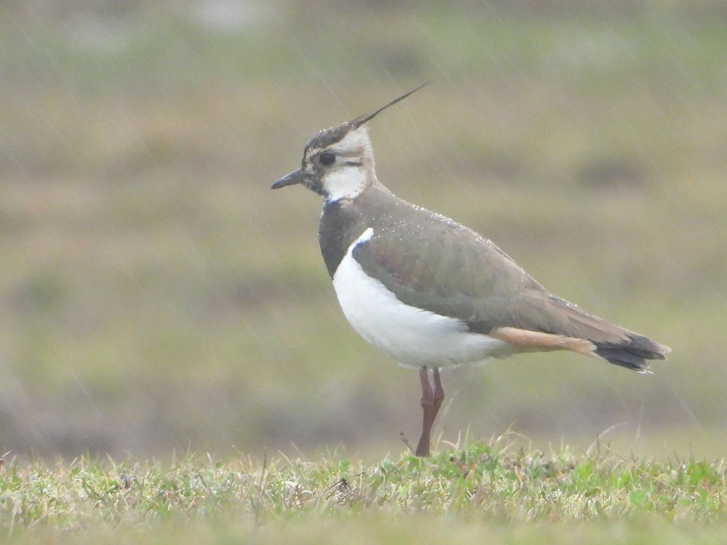 Northern Lapwing