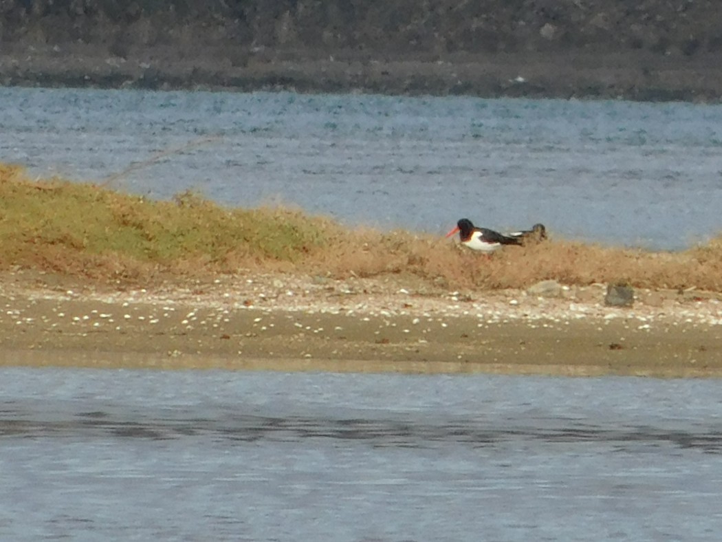 Eurasian Oystercatcher