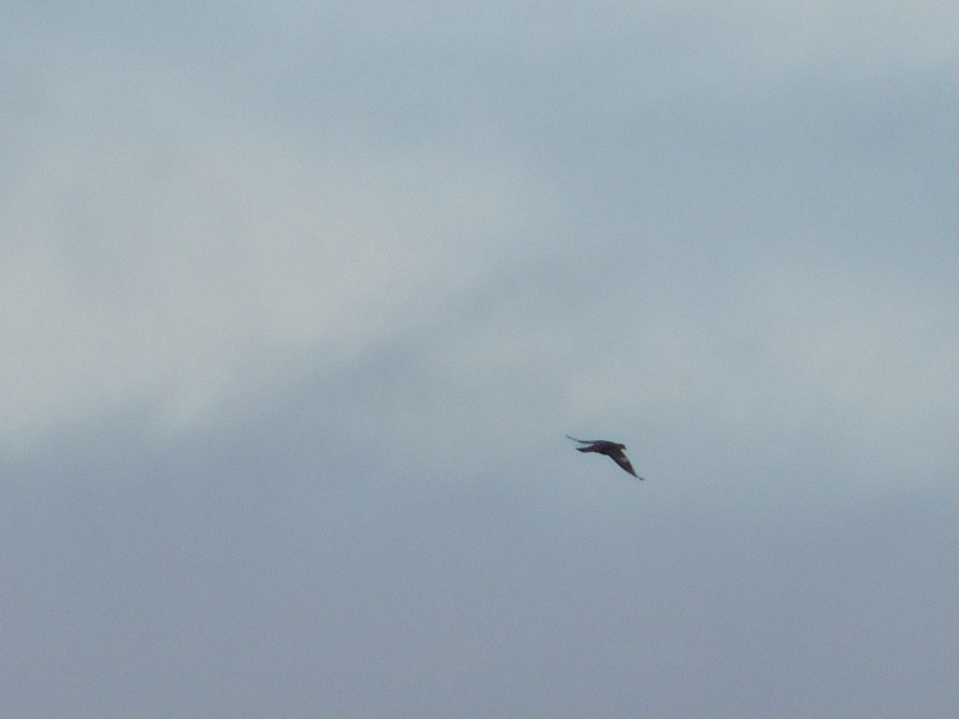 Common Wood Pigeon