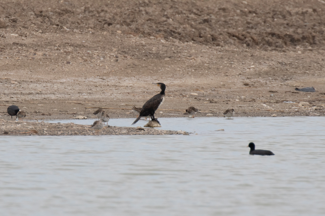 Great Cormorant