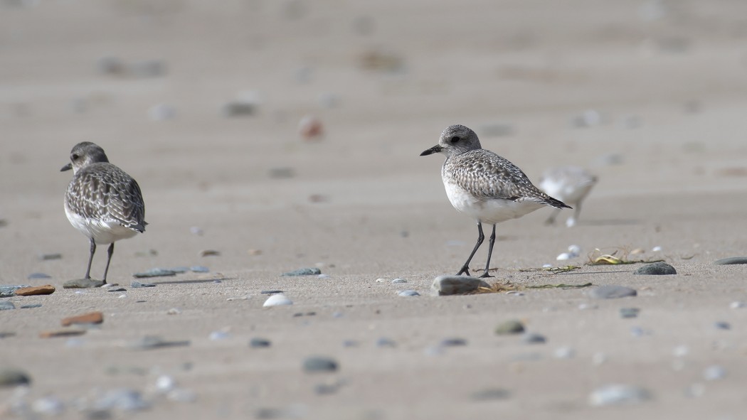 Grey Plover