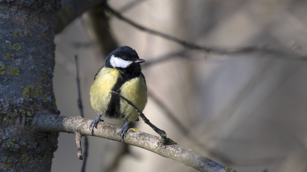 Great Tit