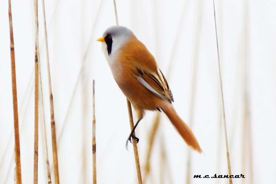 Bearded Reedling