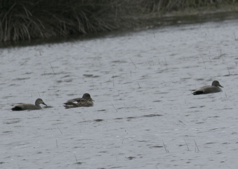 Gadwall