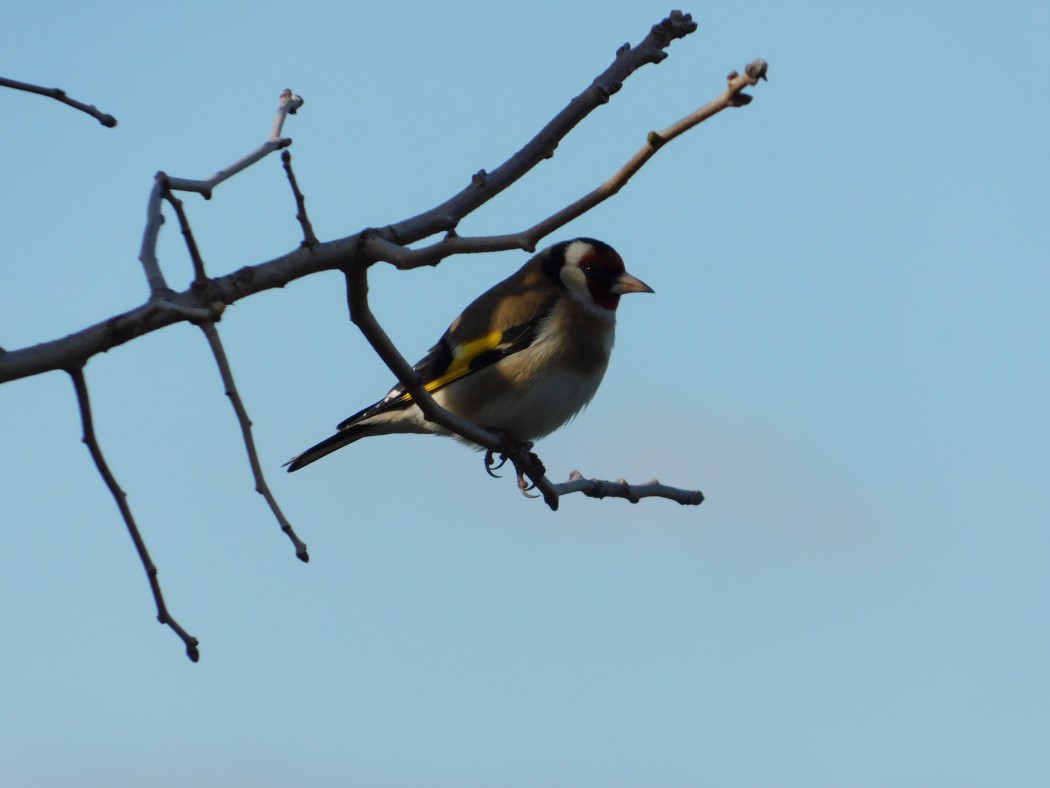 European Goldfinch