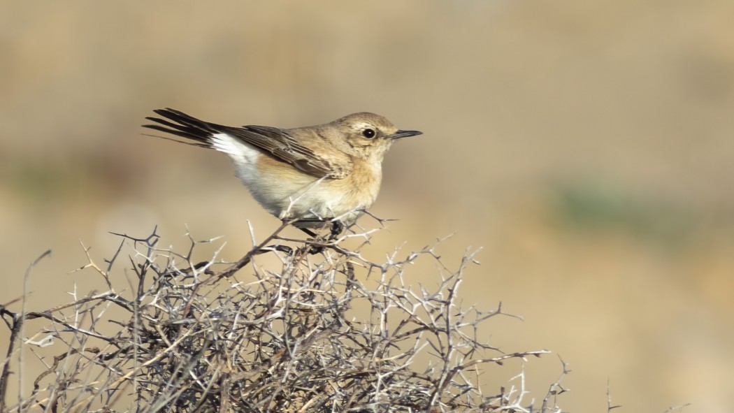 Desert Wheatear