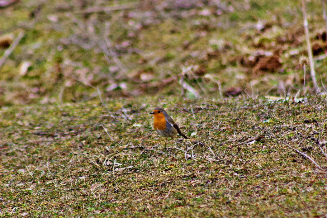 European Robin