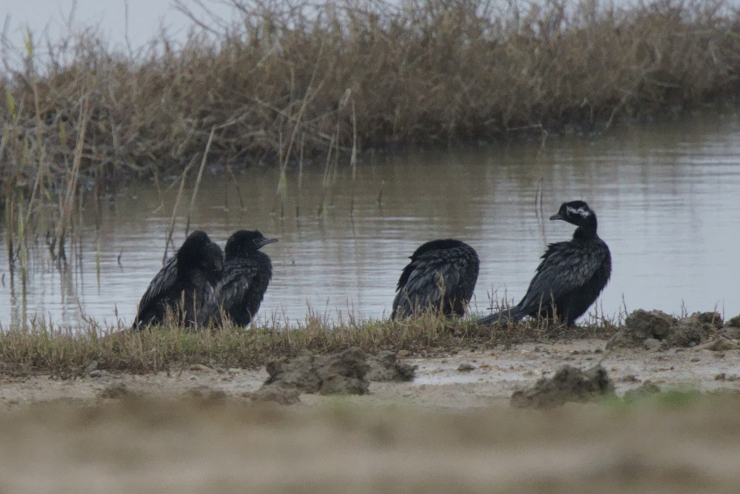 Pygmy Cormorant