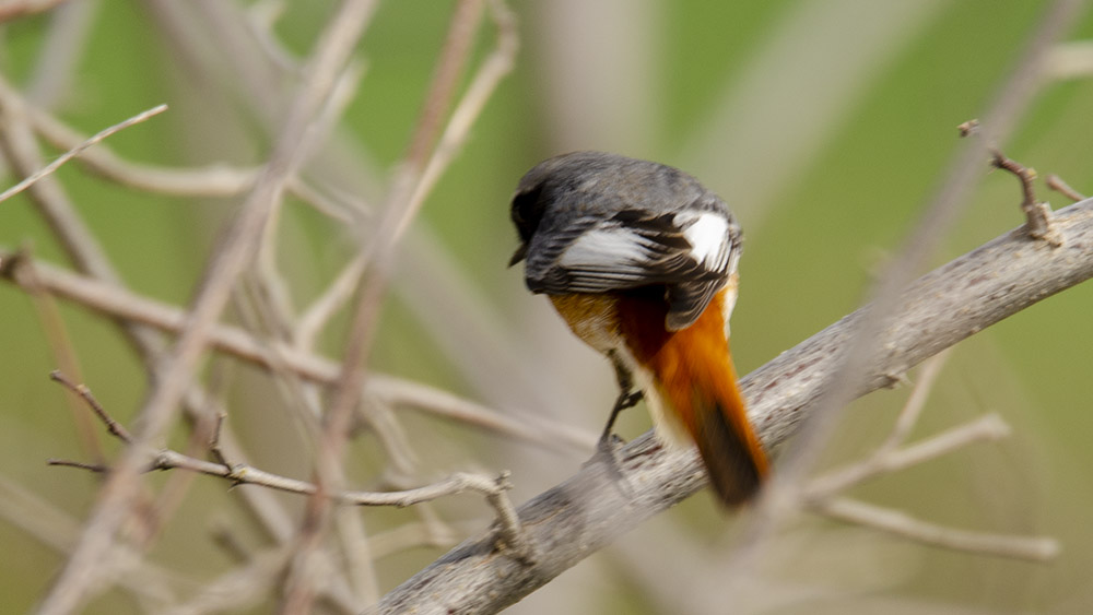 Common Redstart