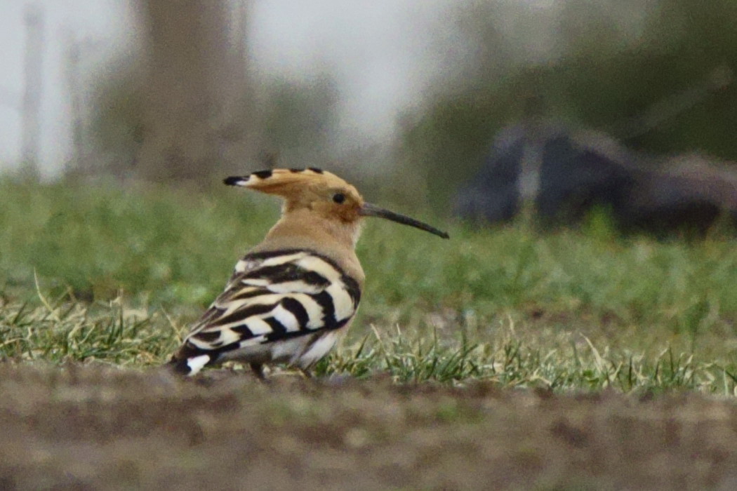 Common Hoopoe