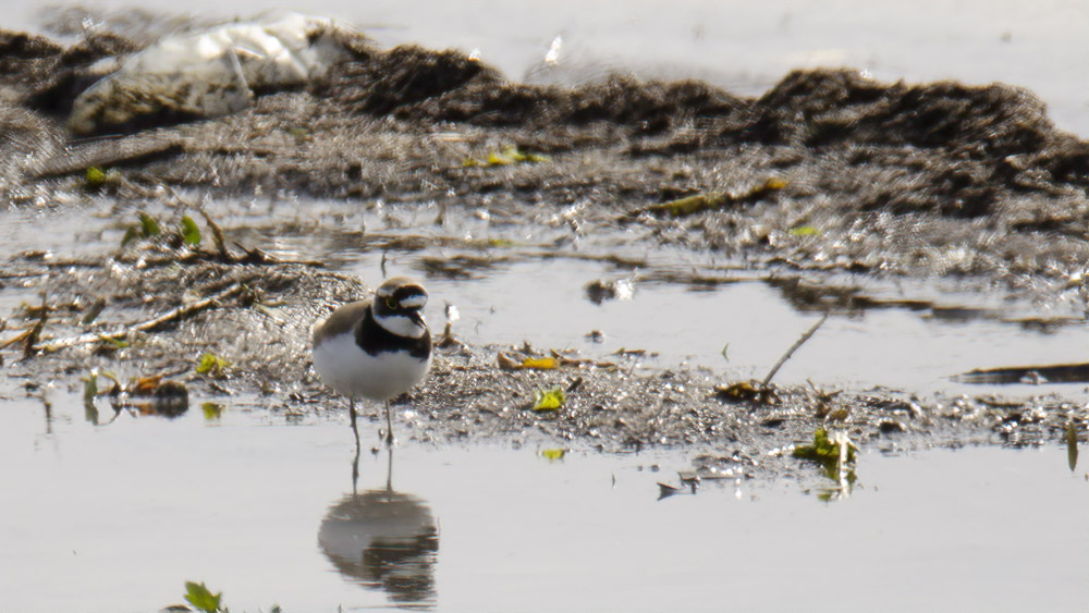 Little Ringed Plover