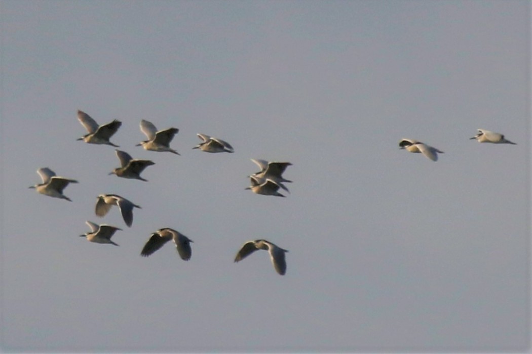 Black-crowned Night Heron