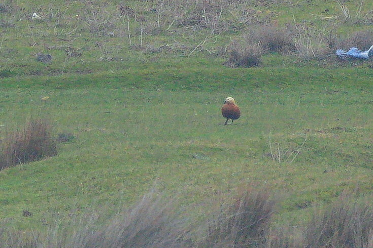 Ruddy Shelduck