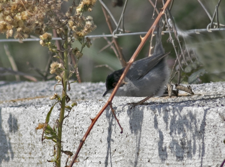Sardinian Warbler