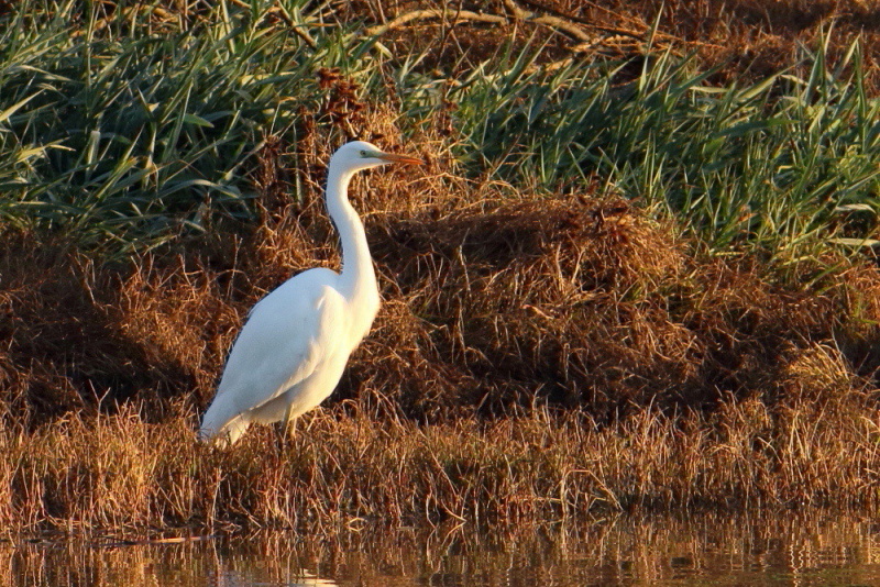 Great Egret