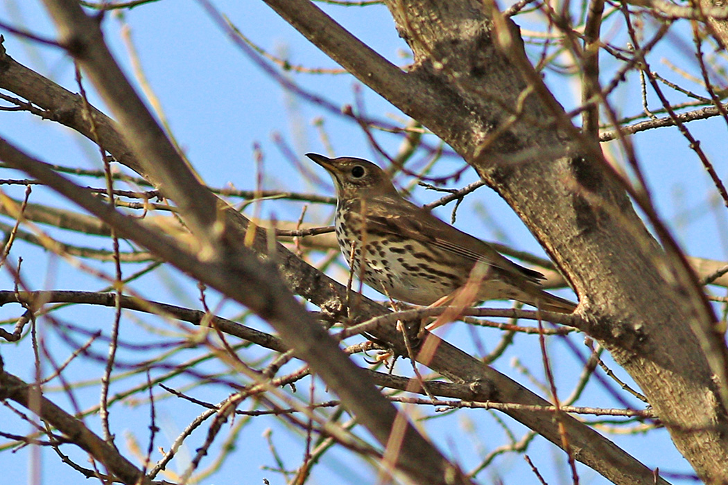 Song Thrush