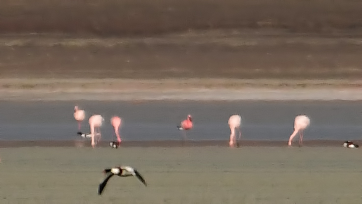 Lesser Flamingo