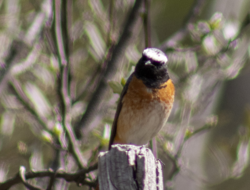 Common Redstart