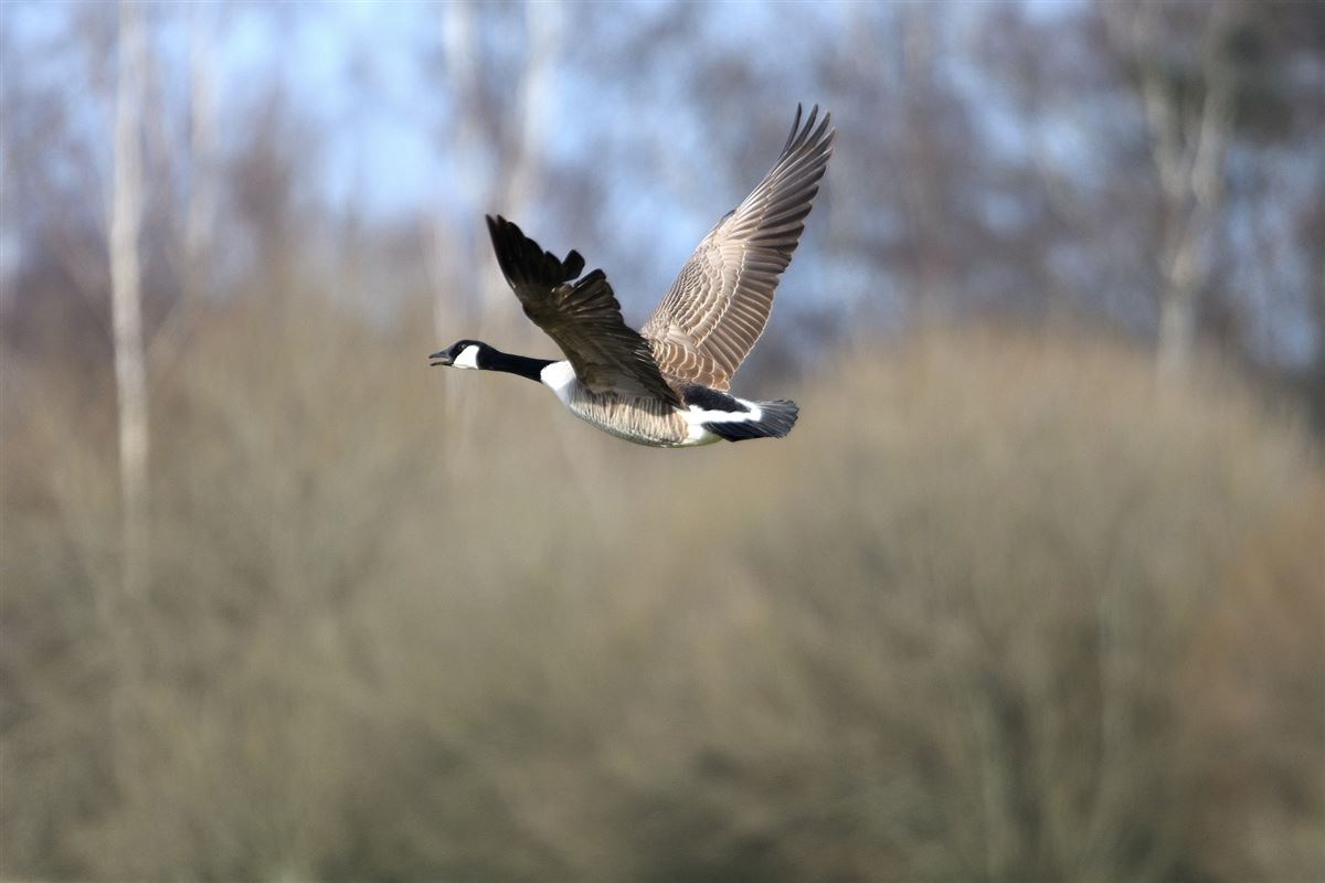 Canada Goose