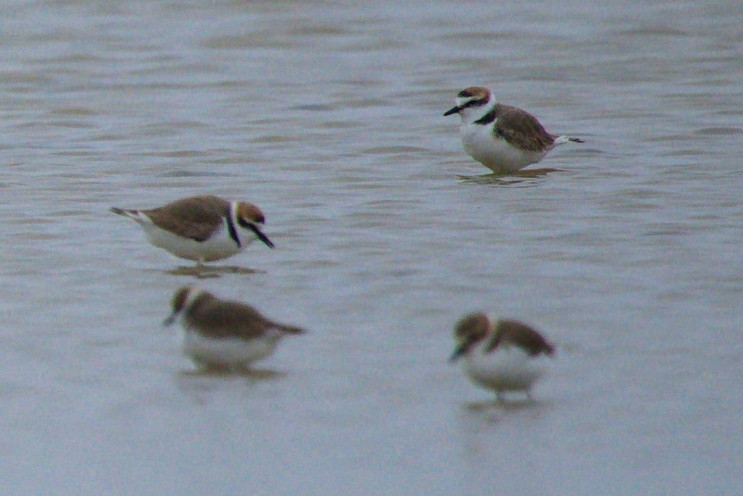 Kentish Plover
