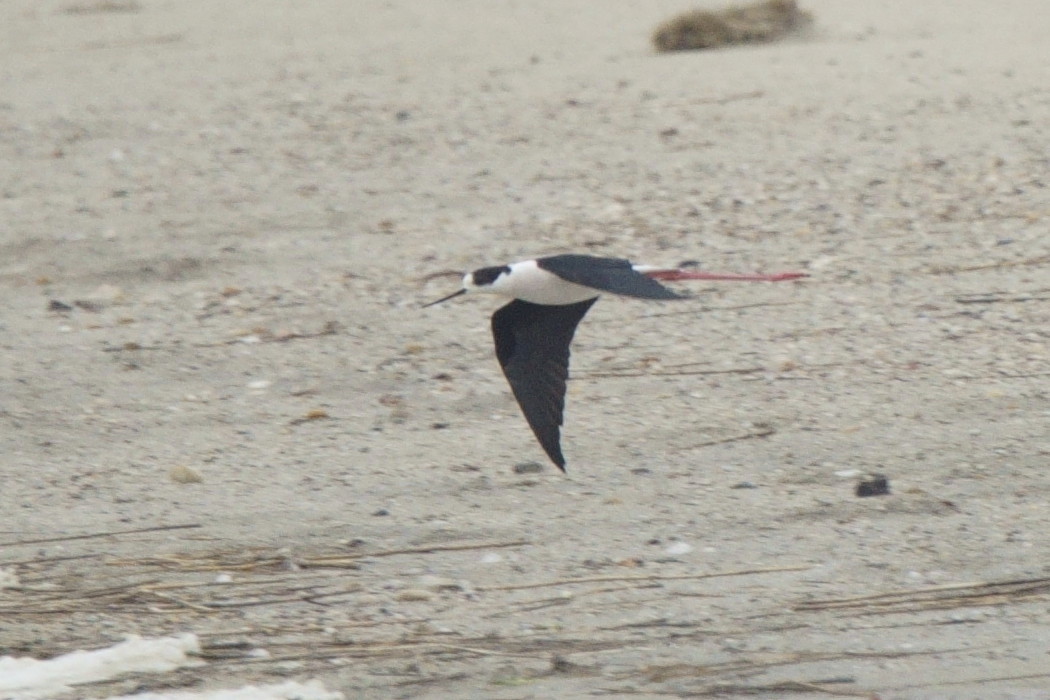 Black-winged Stilt