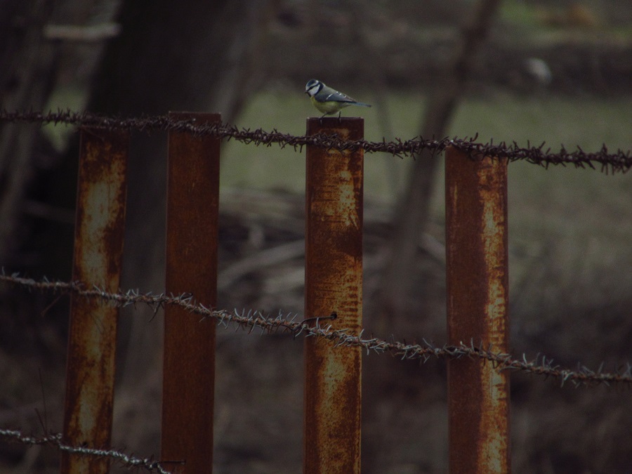 Eurasian Blue Tit