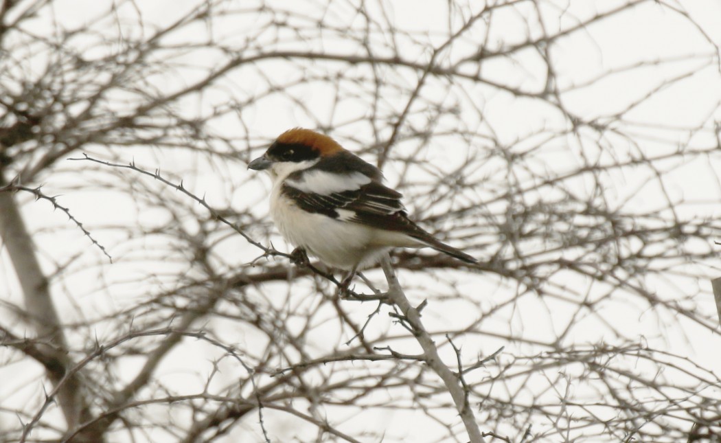 Woodchat Shrike