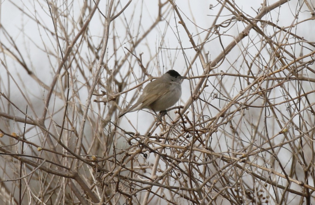 Eurasian Blackcap