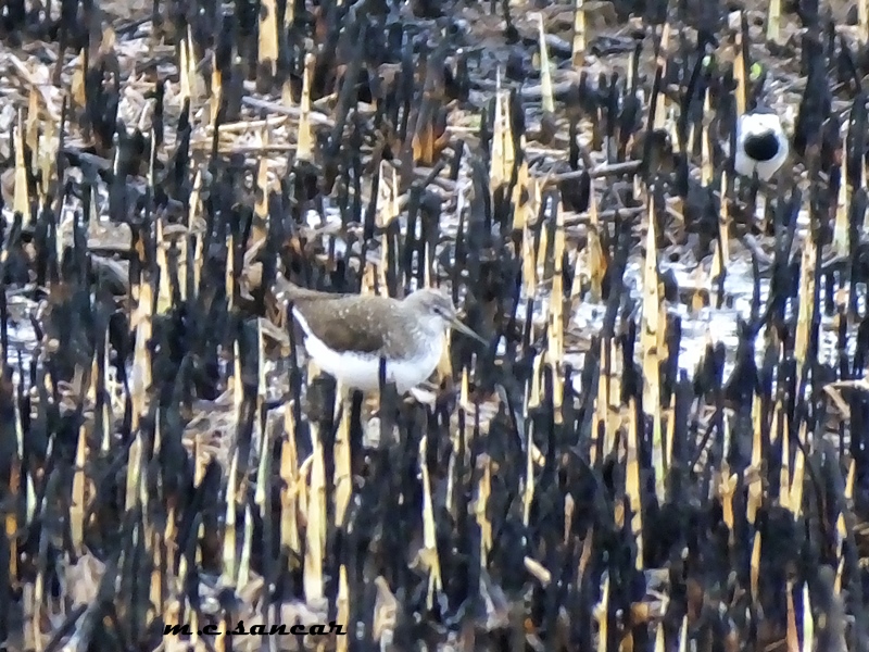 Green Sandpiper