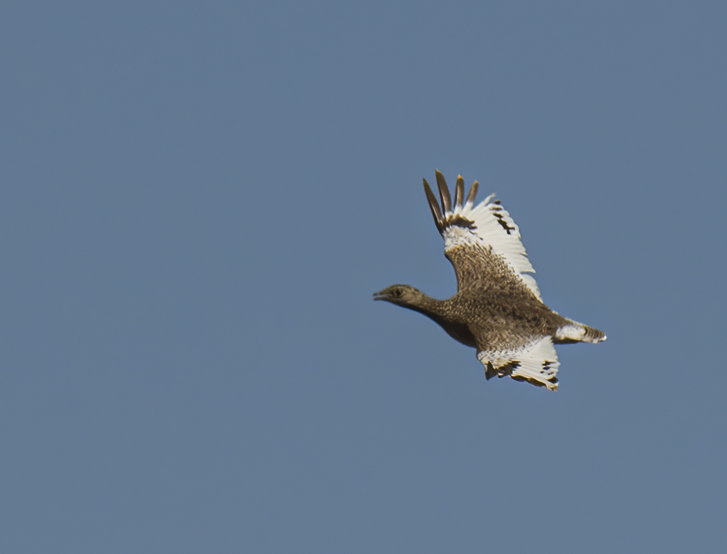 Little Bustard