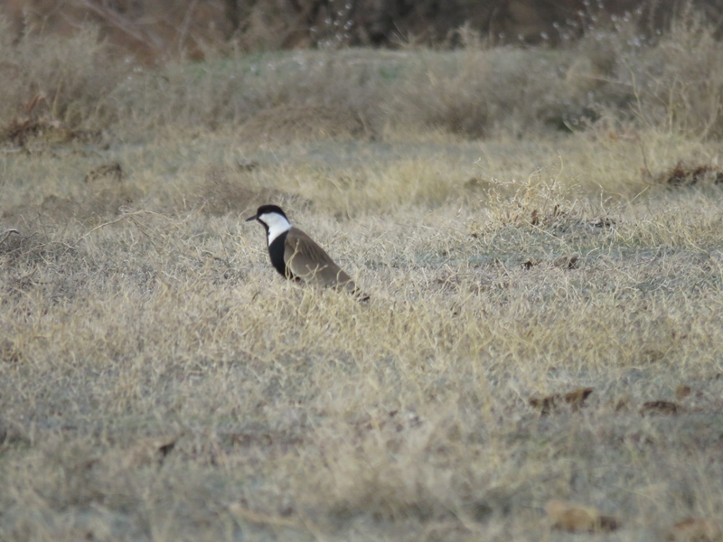 Spur-winged Lapwing