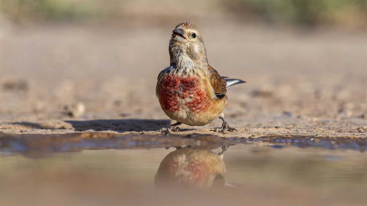 Common Linnet