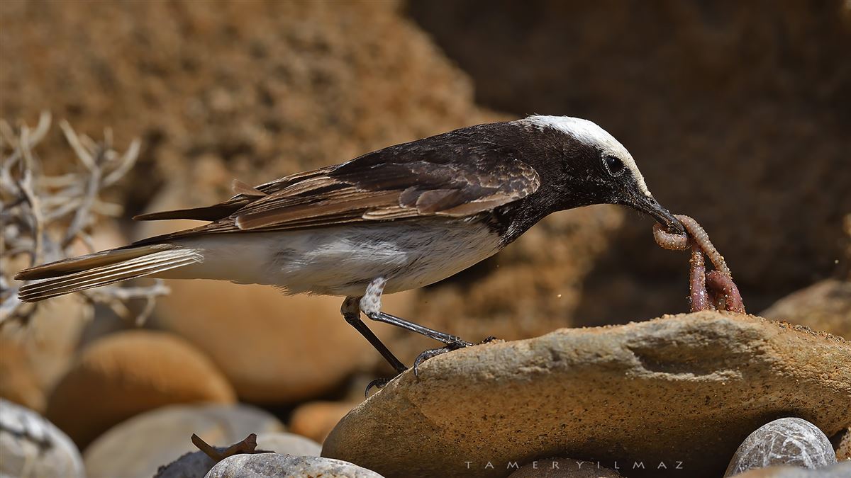 Hooded Wheatear