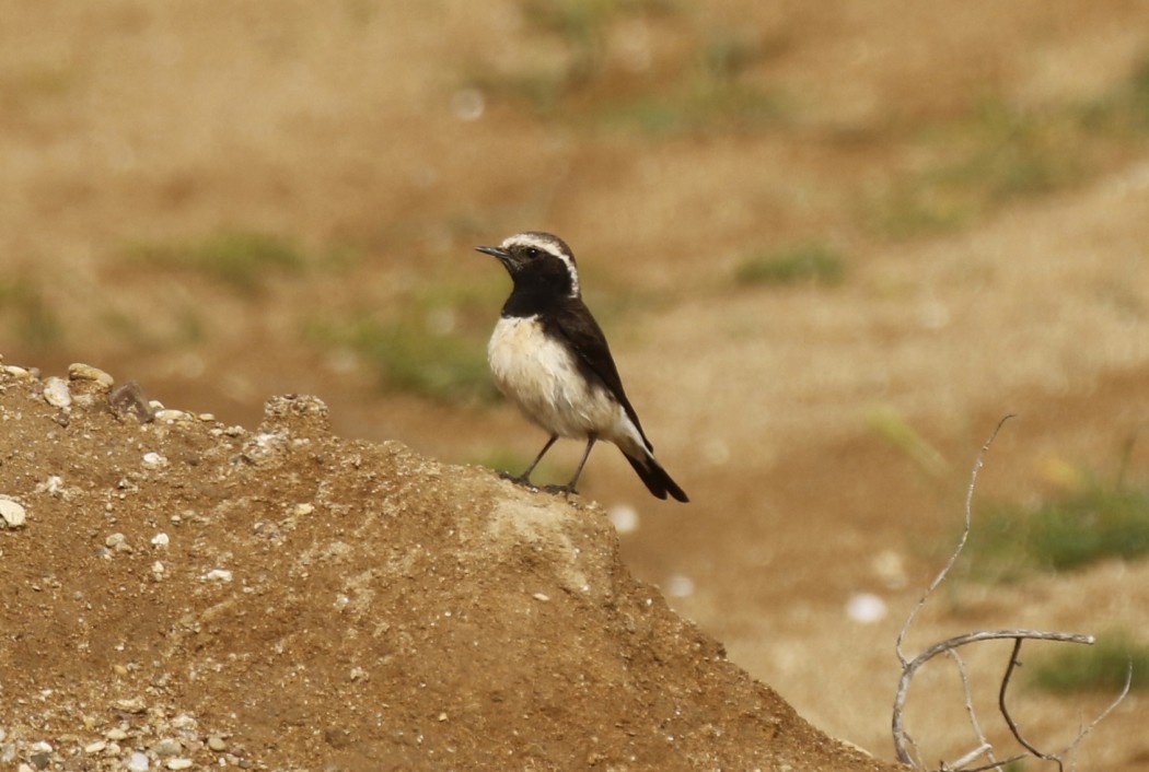Cyprus Wheatear