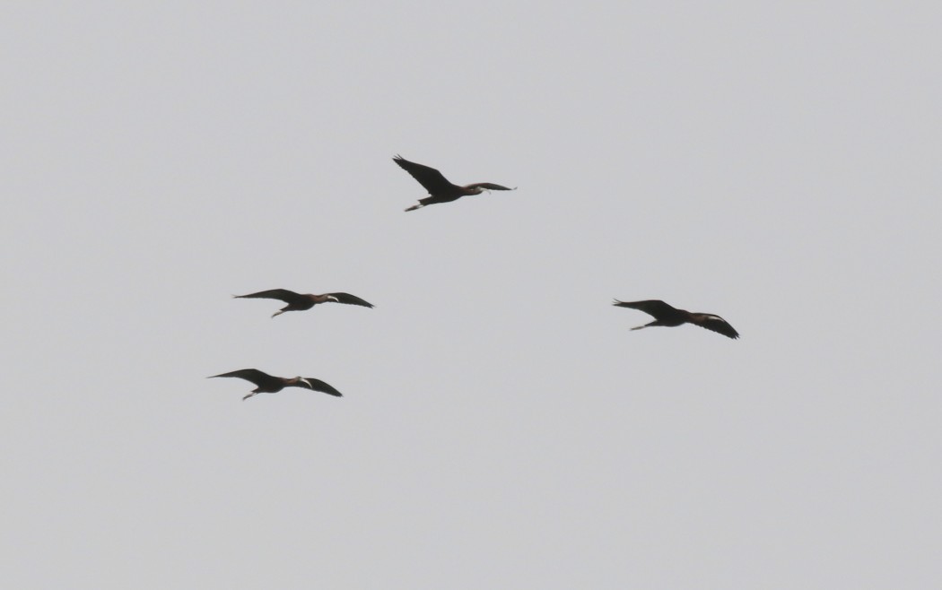 Glossy Ibis