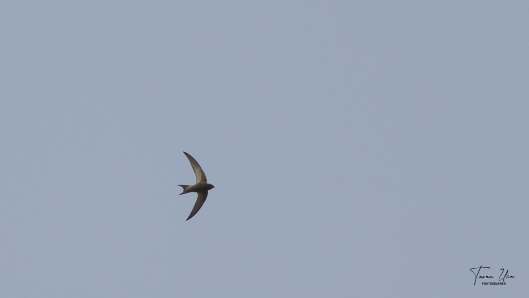 Common Swift