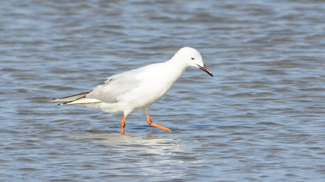 Slender-billed Gull