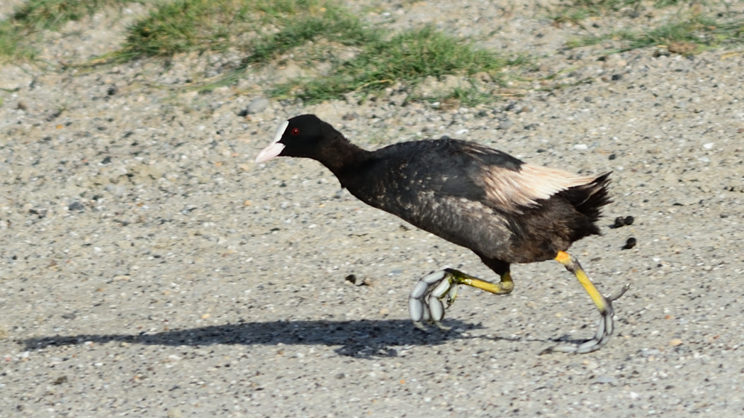 Eurasian Coot