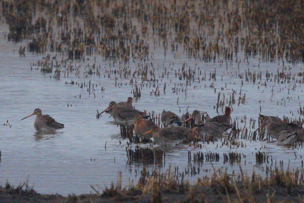 Black-tailed Godwit