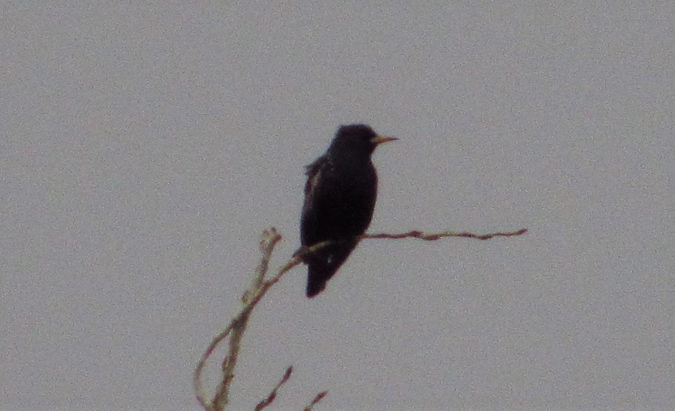 Common Starling