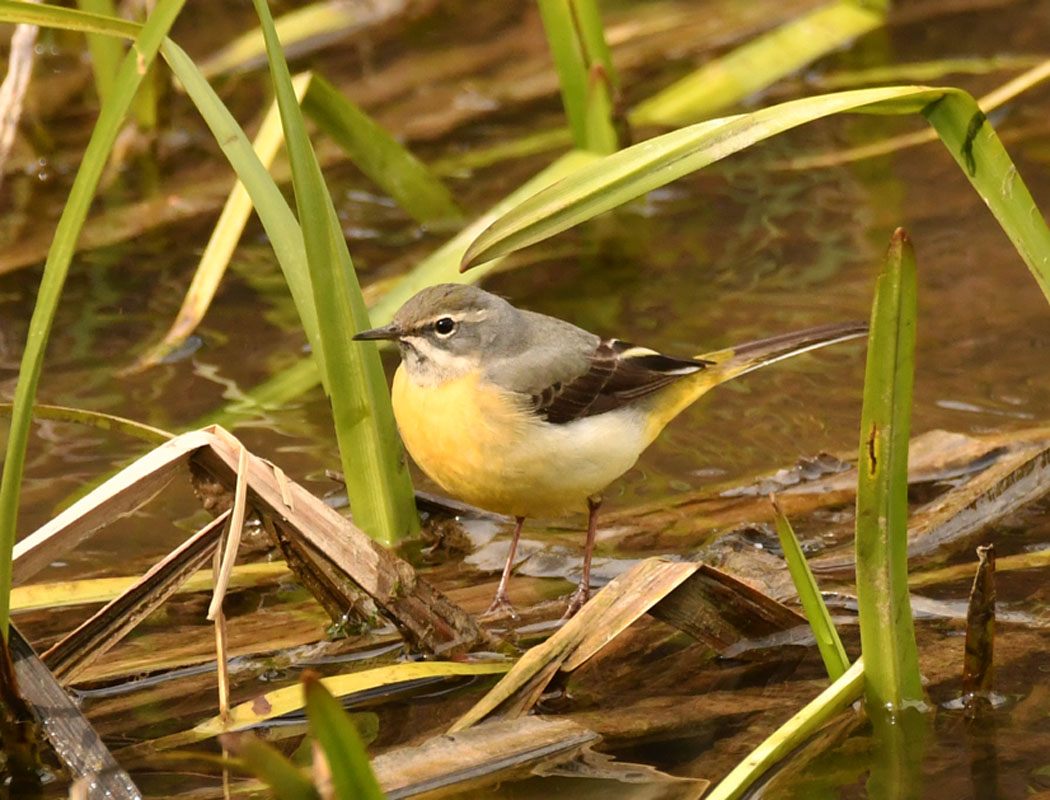 Western Yellow Wagtail
