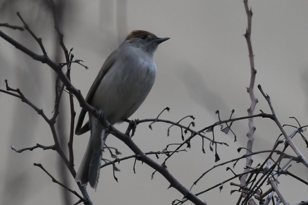 Eurasian Blackcap