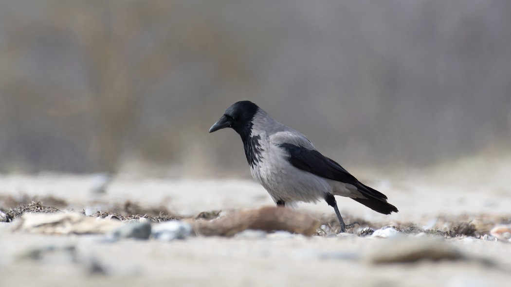 Hooded Crow