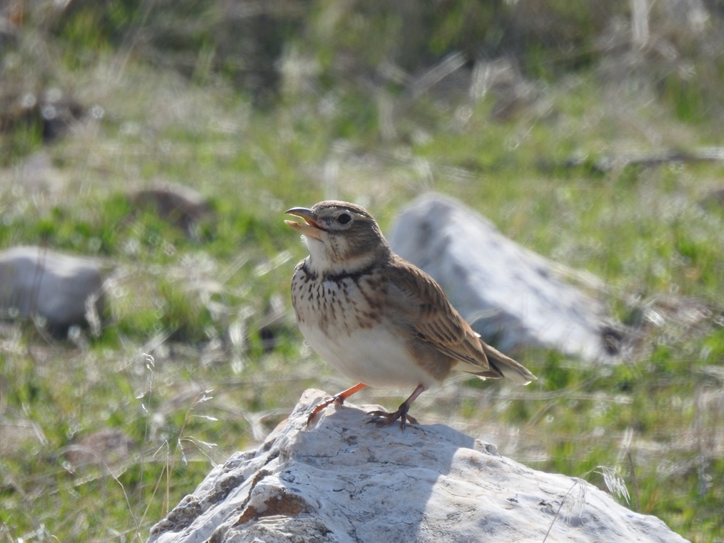 Calandra Lark