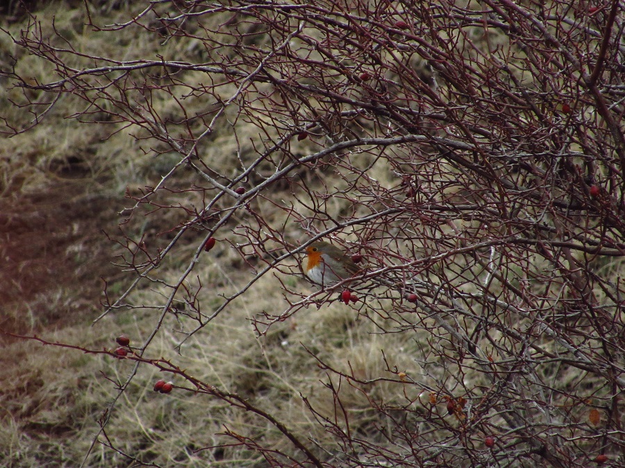 European Robin