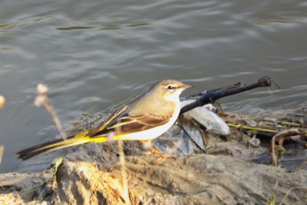 Grey Wagtail