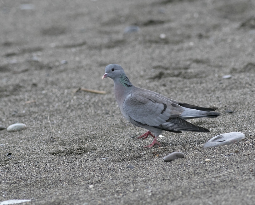 Stock Dove